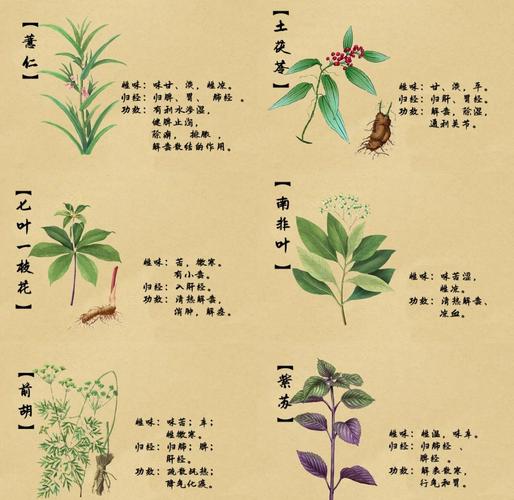印度蓝蝌蚪功效与作用
