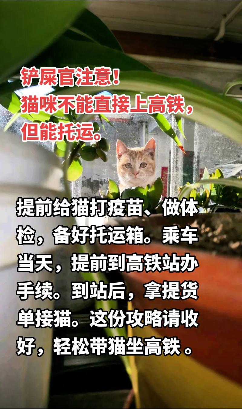 可以带猫一起出行吗英文，可以带猫一起出行吗英文翻译