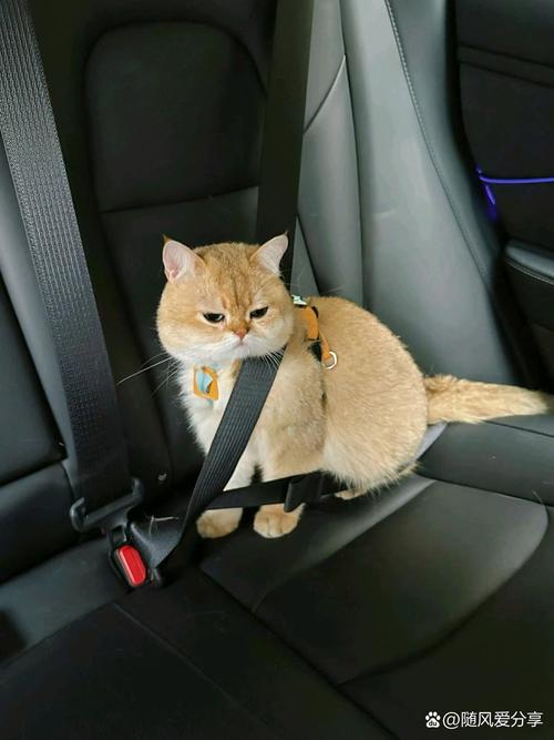 可以带猫一起出行吗英文,可以带猫一起出行吗英文翻译-第6张图片 可以带猫一起出行吗英文,可以带猫一起出行吗英文翻译-第6张图片
