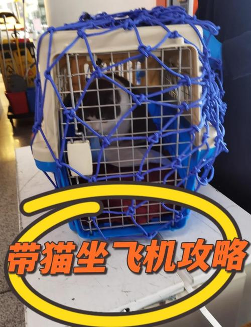 可以带猫一起出行吗英文,可以带猫一起出行吗英文翻译-第10张图片 可以带猫一起出行吗英文,可以带猫一起出行吗英文翻译-第10张图片