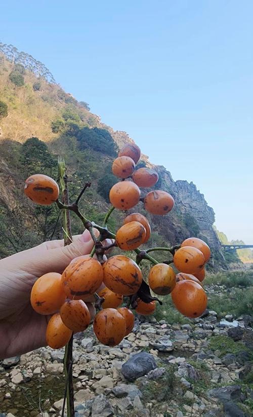 出行不方便吃什么水果，出行不便的图片
