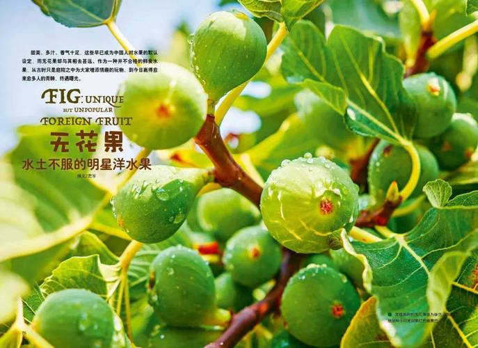 出行不方便吃什么水果,出行不便的图片-第7张图片 出行不方便吃什么水果,出行不便的图片-第7张图片