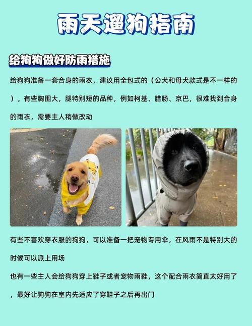 下雨天狗狗怎么出行安全-下雨天狗能不能出去-第2张图片 下雨天狗狗怎么出行安全-下雨天狗能不能出去-第2张图片