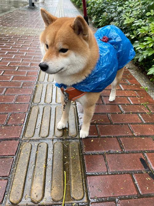 下雨天狗狗怎么出行安全-下雨天狗能不能出去-第5张图片 下雨天狗狗怎么出行安全-下雨天狗能不能出去-第5张图片