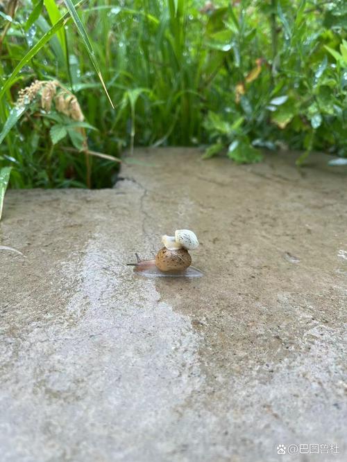 下雨后出行的动物有什么/下雨后的动物在干什么-第1张图片