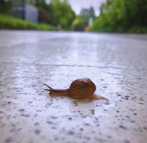 下雨后出行的动物有什么/下雨后的动物在干什么-第4张图片