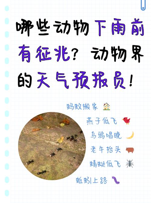下雨后出行的动物有什么/下雨后的动物在干什么-第7张图片